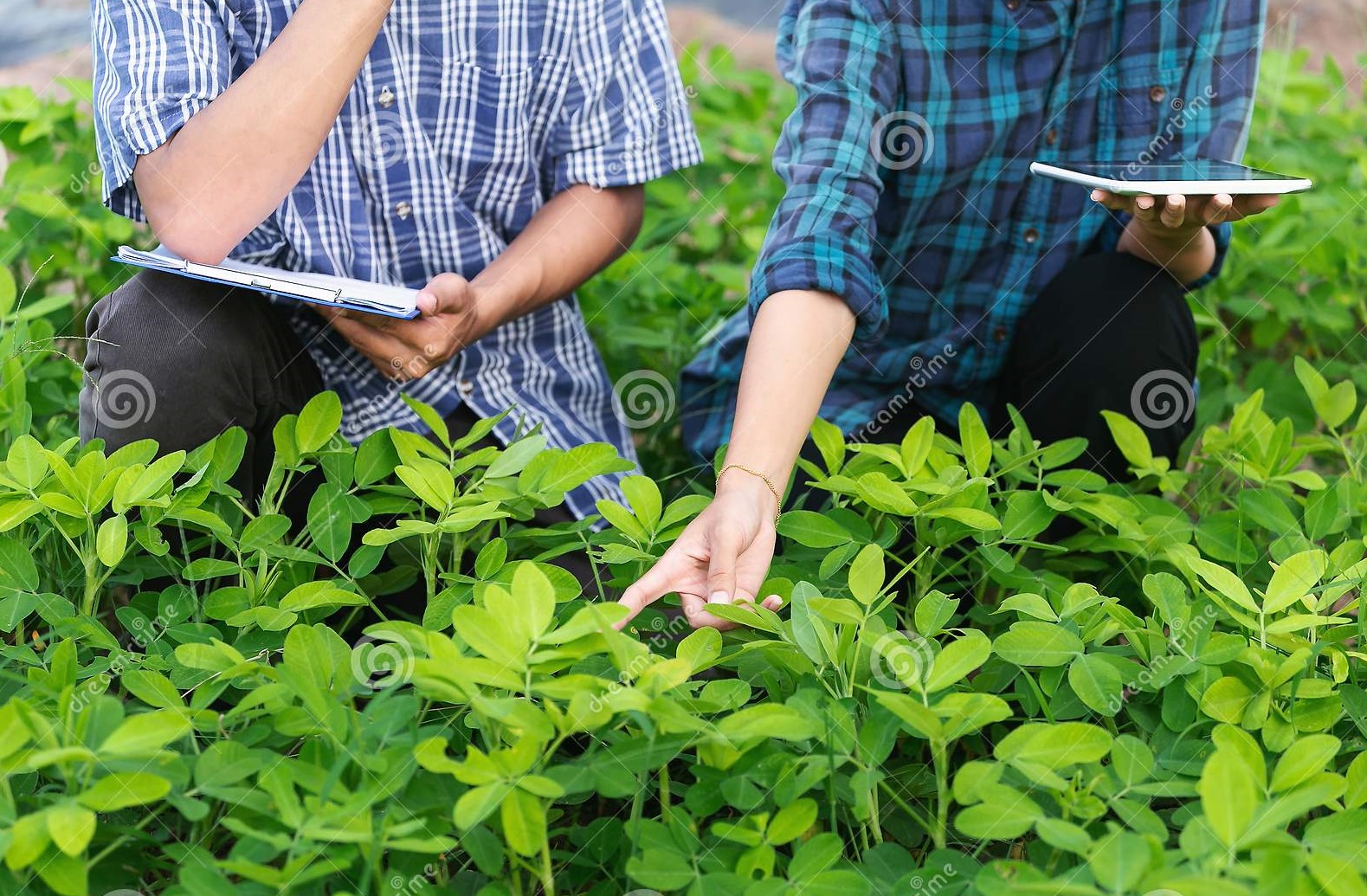 agriculture-young-men-women-smart-farmers-inspecting-plant-organic-field-160424411