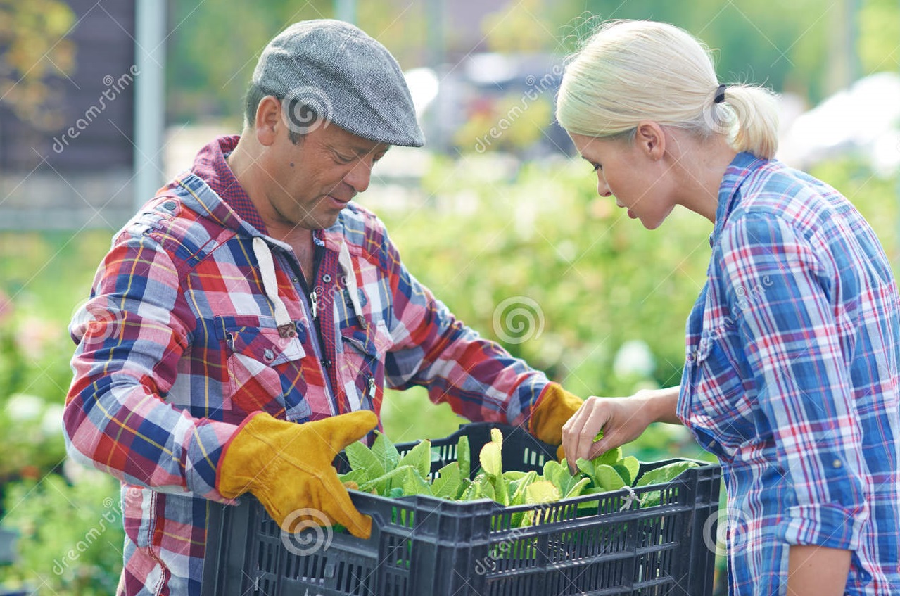 fresh-seedlings-female-gardener-looking-green-held-mature-man-59335869